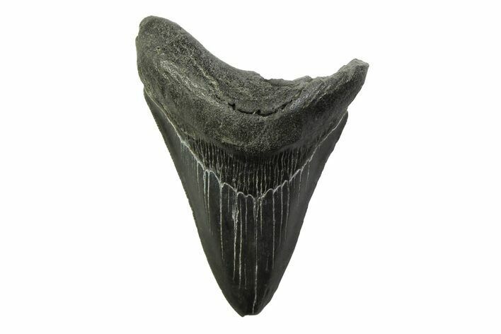 Serrated, Fossil Megalodon Tooth - South Carolina #341390